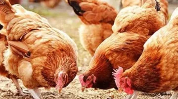 تغيرات جديدة في أسعار الدواجن بالأسواق المصرية خلال تعاملات يوم الأربعاء 11 مارس